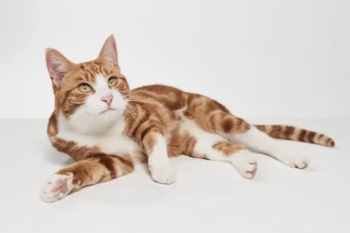 An orange tabby cat on a white background